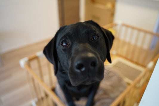 ペット用品店「犬と昼寝」ができた理由